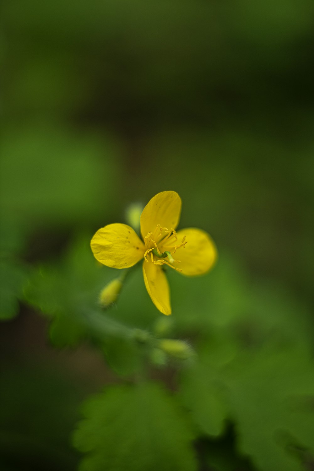 a close up of a small yellow flower