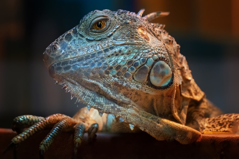 a close up of a lizard on a table