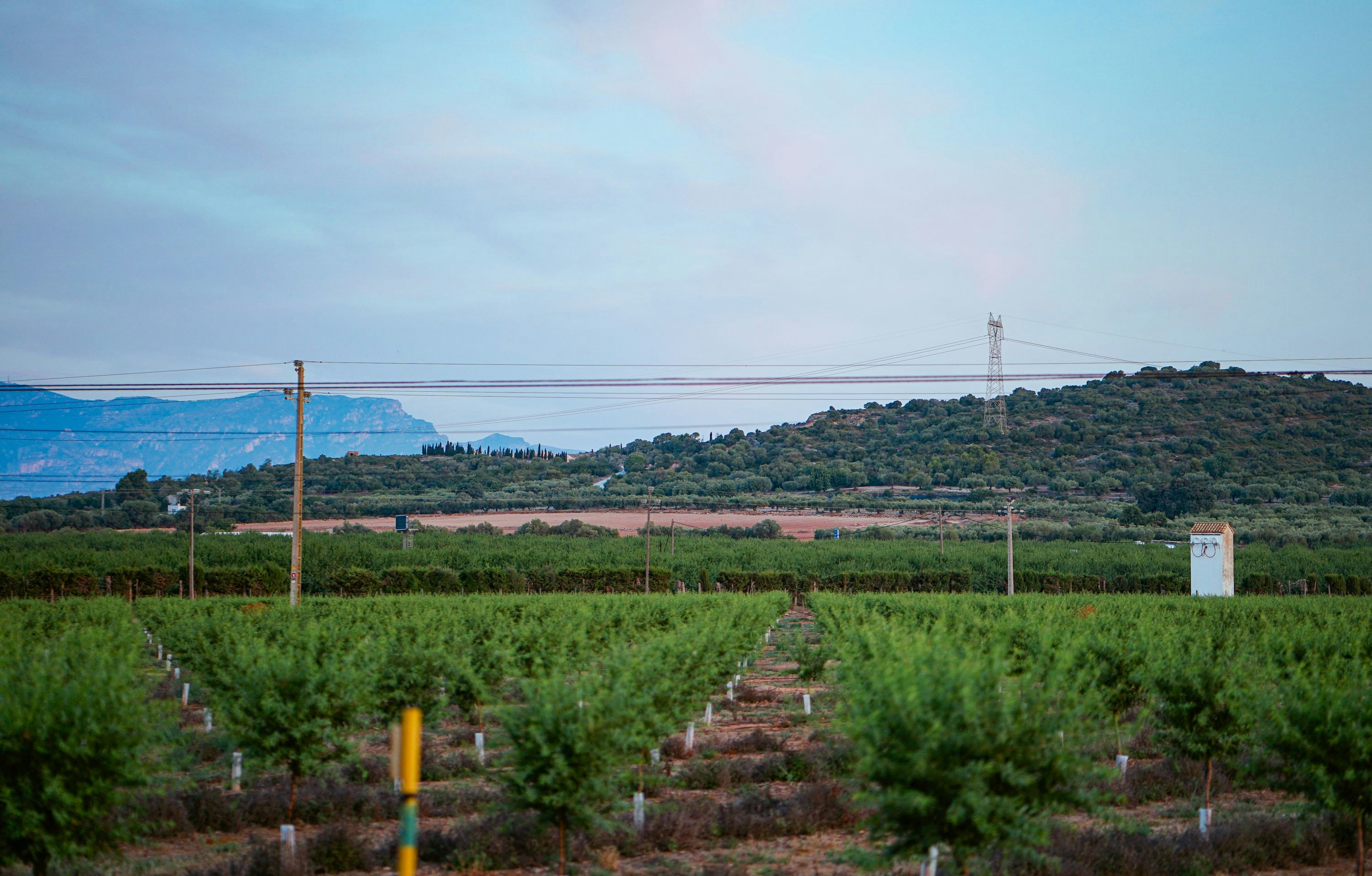 a large field of trees with a mountain in the background, 