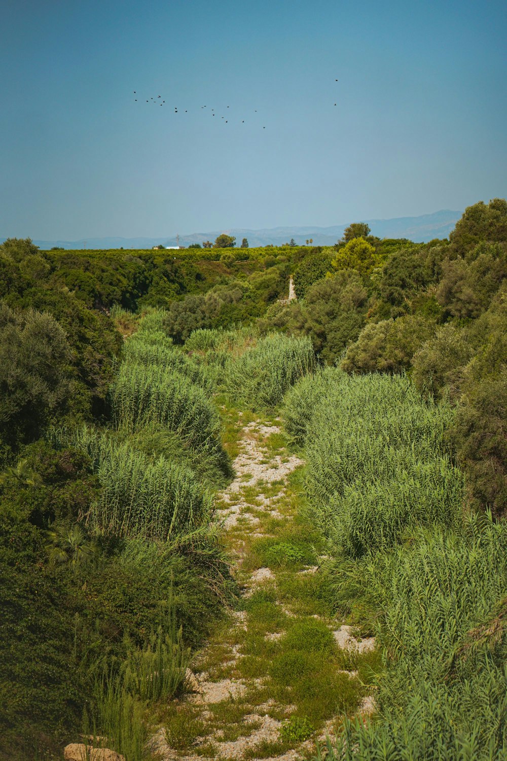 a dirt path in the middle of a forest