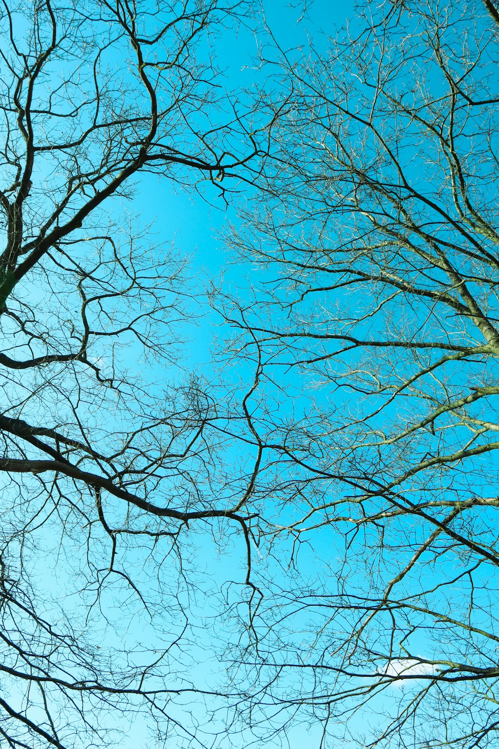 looking up at the tops of bare trees