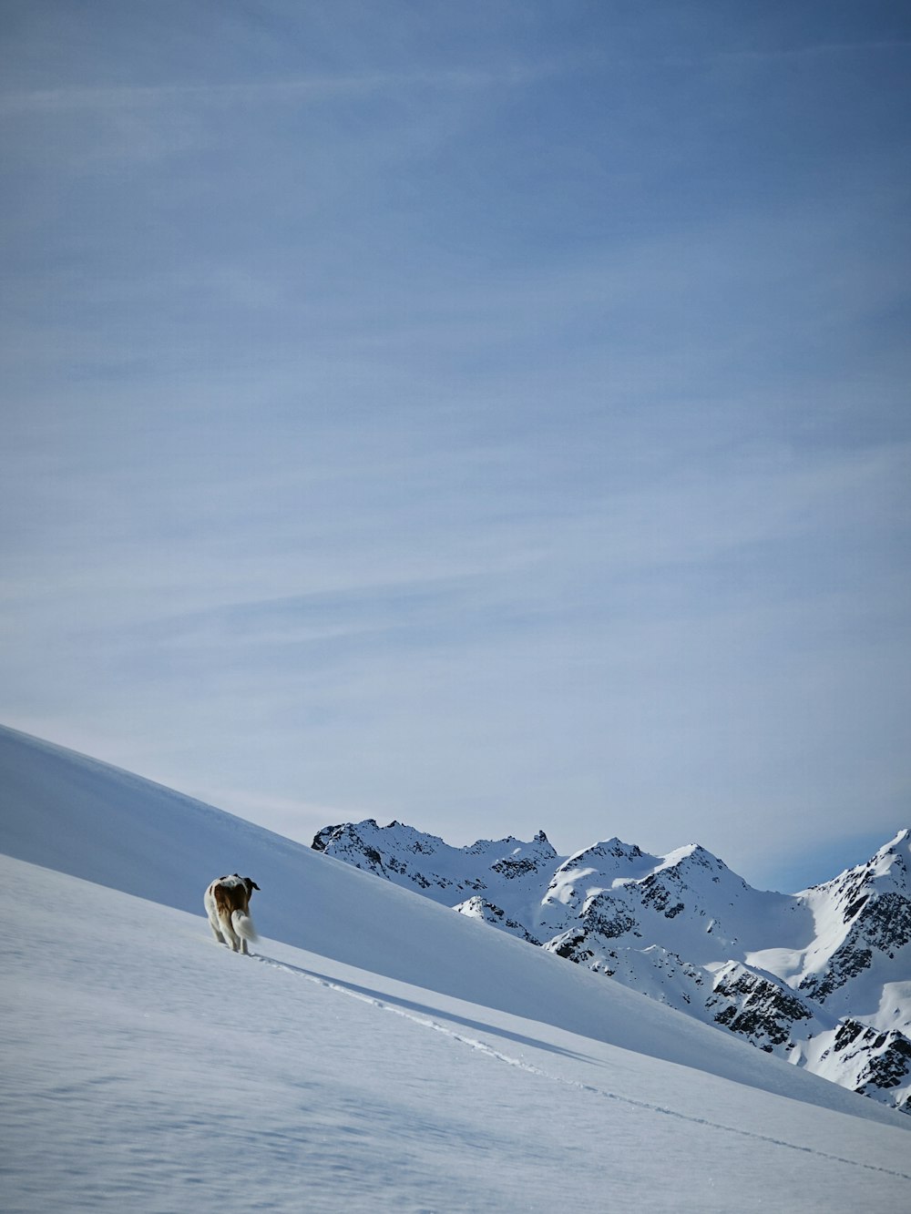 a dog walking across a snow covered field