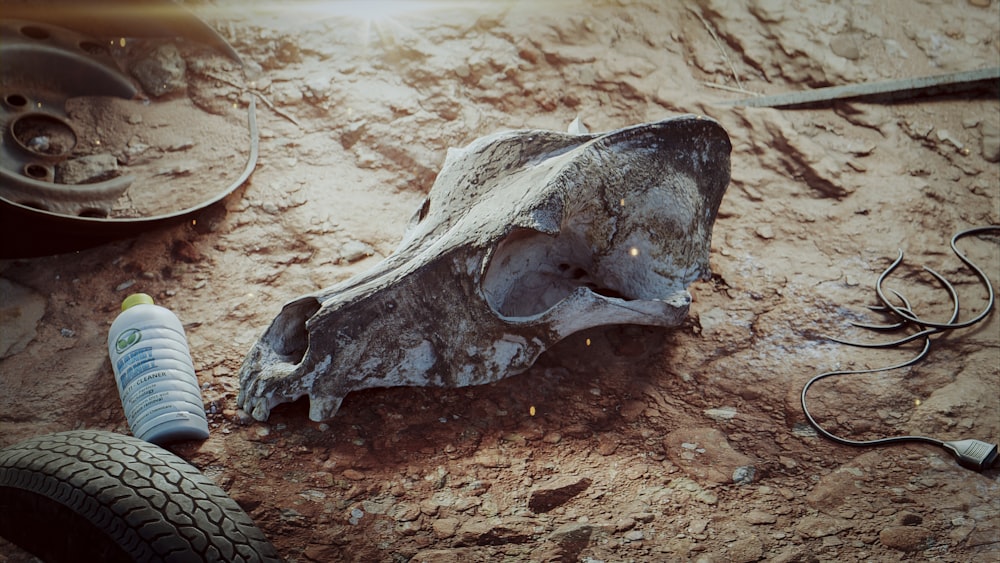 the remains of a human skull are on the ground