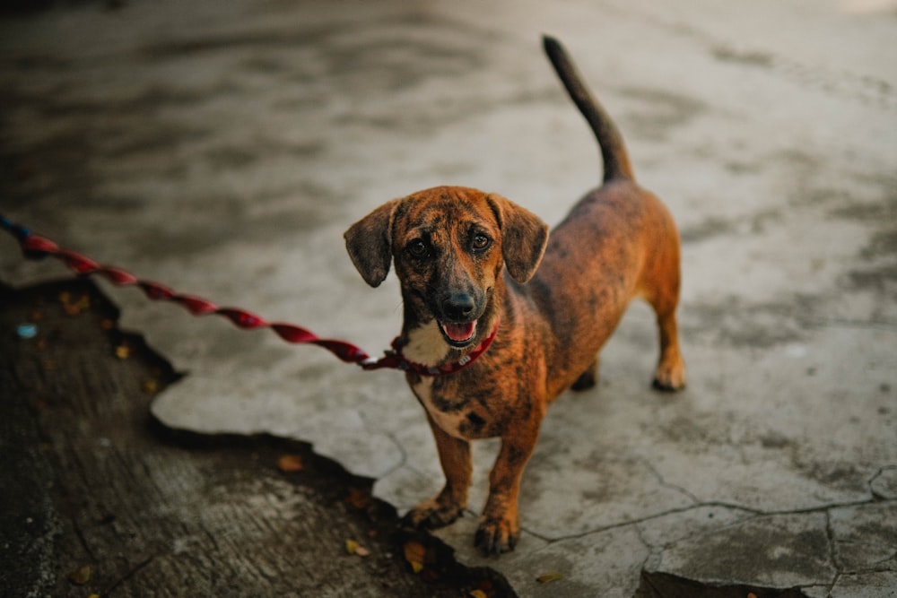 un perro marrón parado encima de un piso de cemento