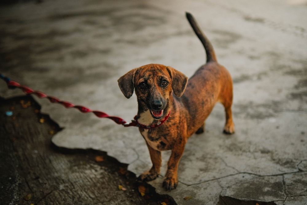 a brown dog standing on top of a cement floor