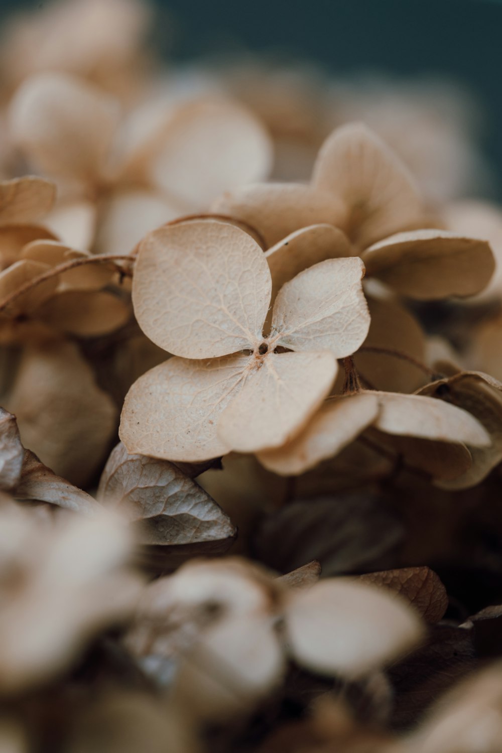 Un primer plano de un ramo de flores