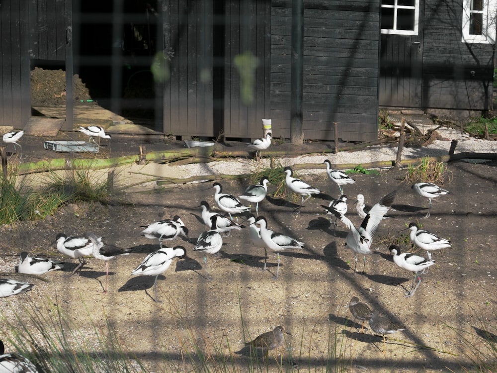 a flock of birds standing on top of a dirt field