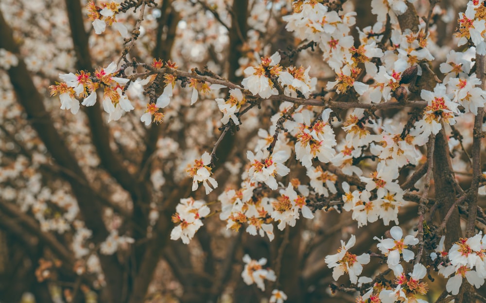 a close up of a tree with white flowers