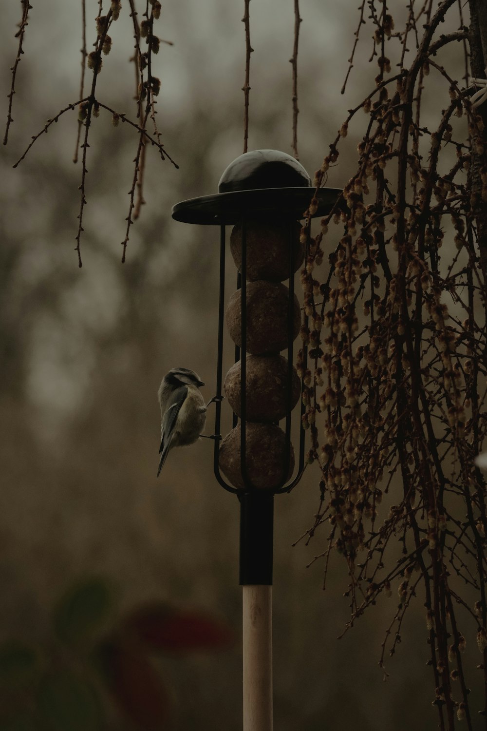 a bird is perched on top of a bird feeder