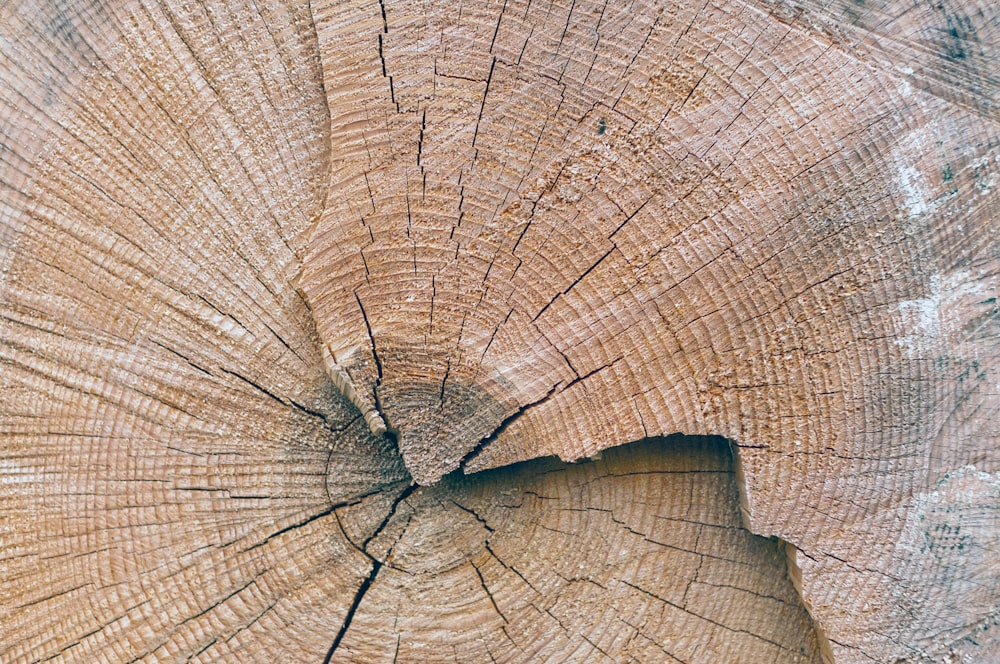 a close up view of a tree trunk