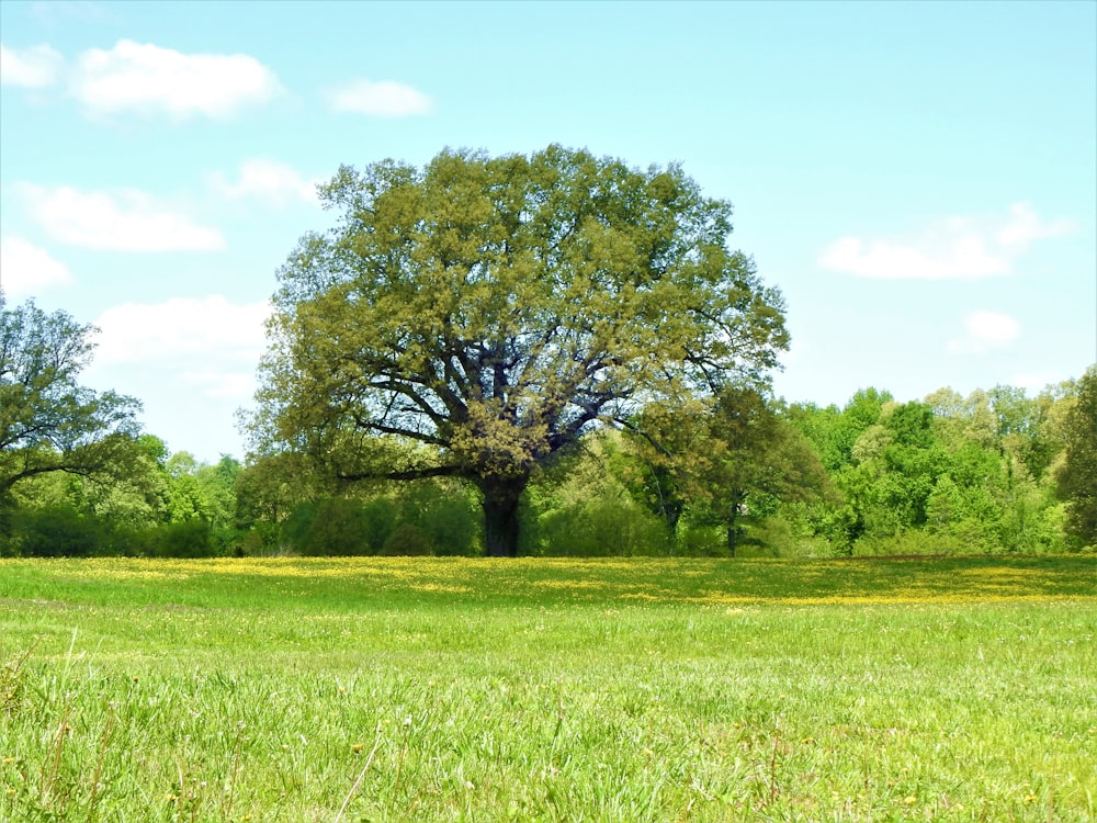 a large tree in the middle of a grassy field