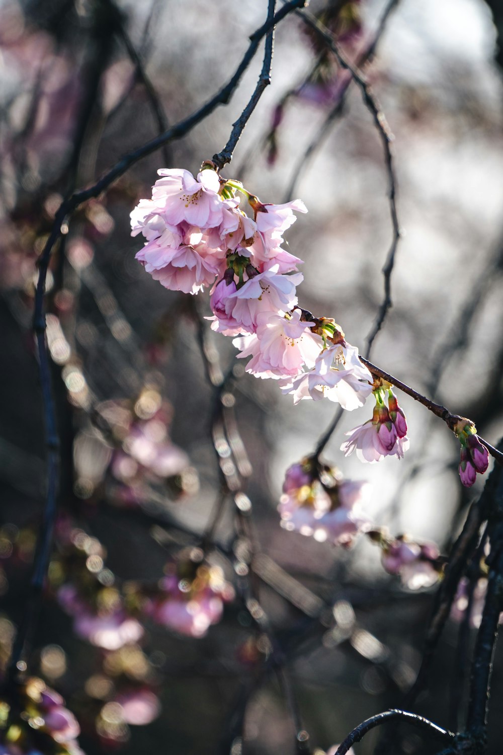 a branch of a tree with pink flowers