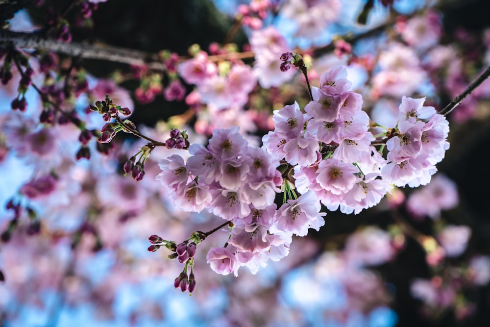 a branch of a tree with pink flowers