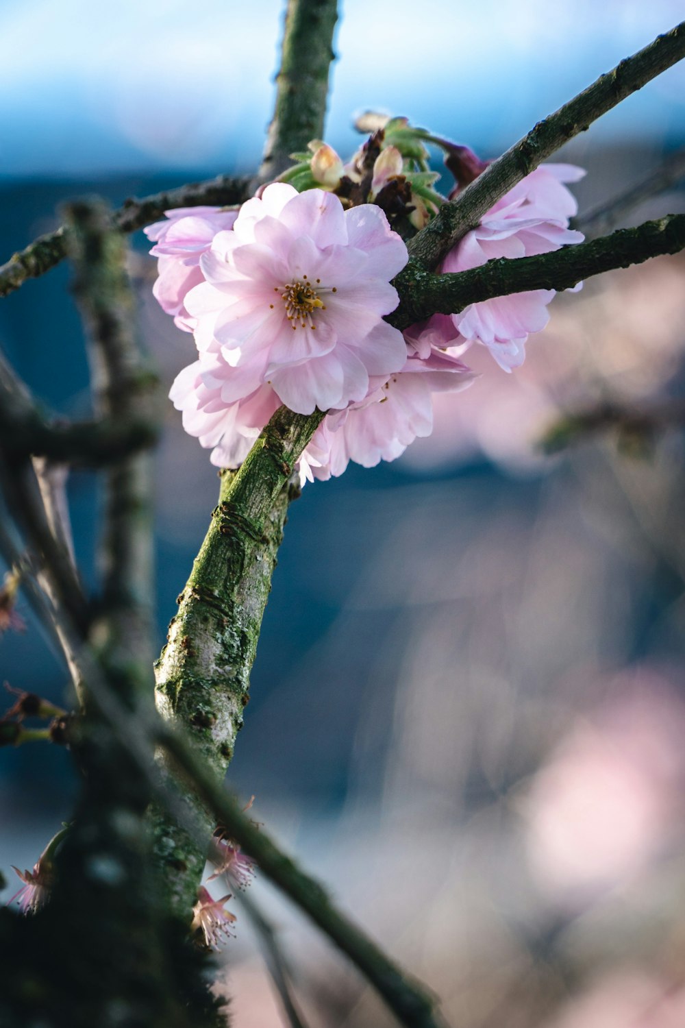 a close up of a flower on a tree branch