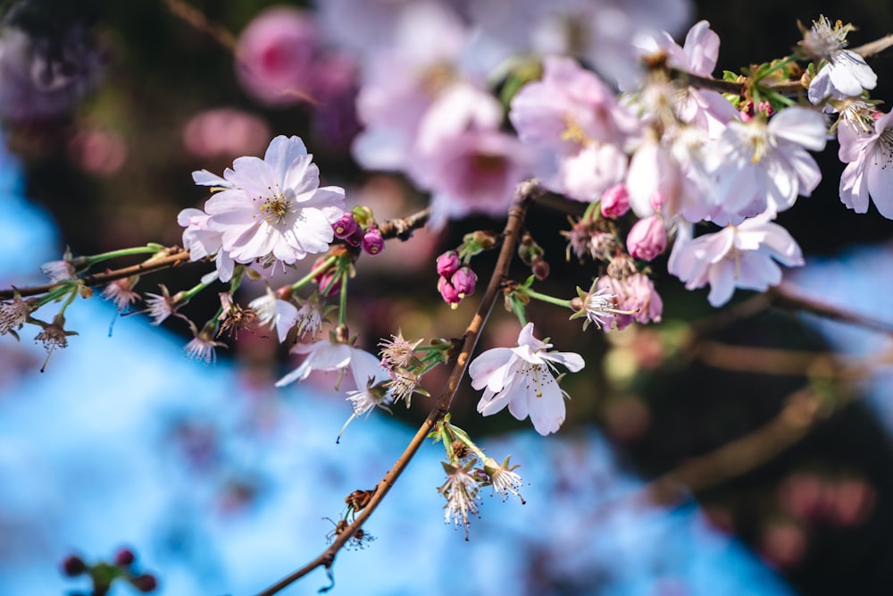 a branch of a cherry tree with pink flowers