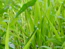 a close up of grass with water droplets on it