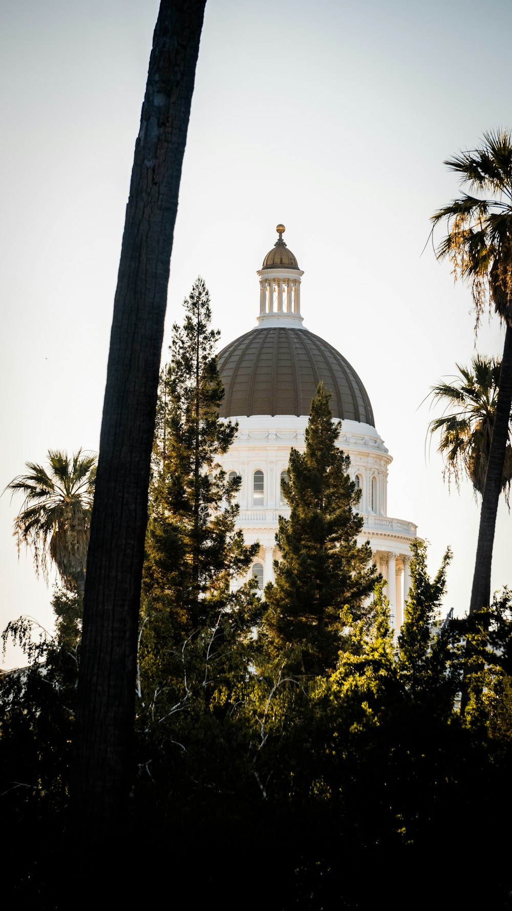 the dome of a building with trees in the foreground