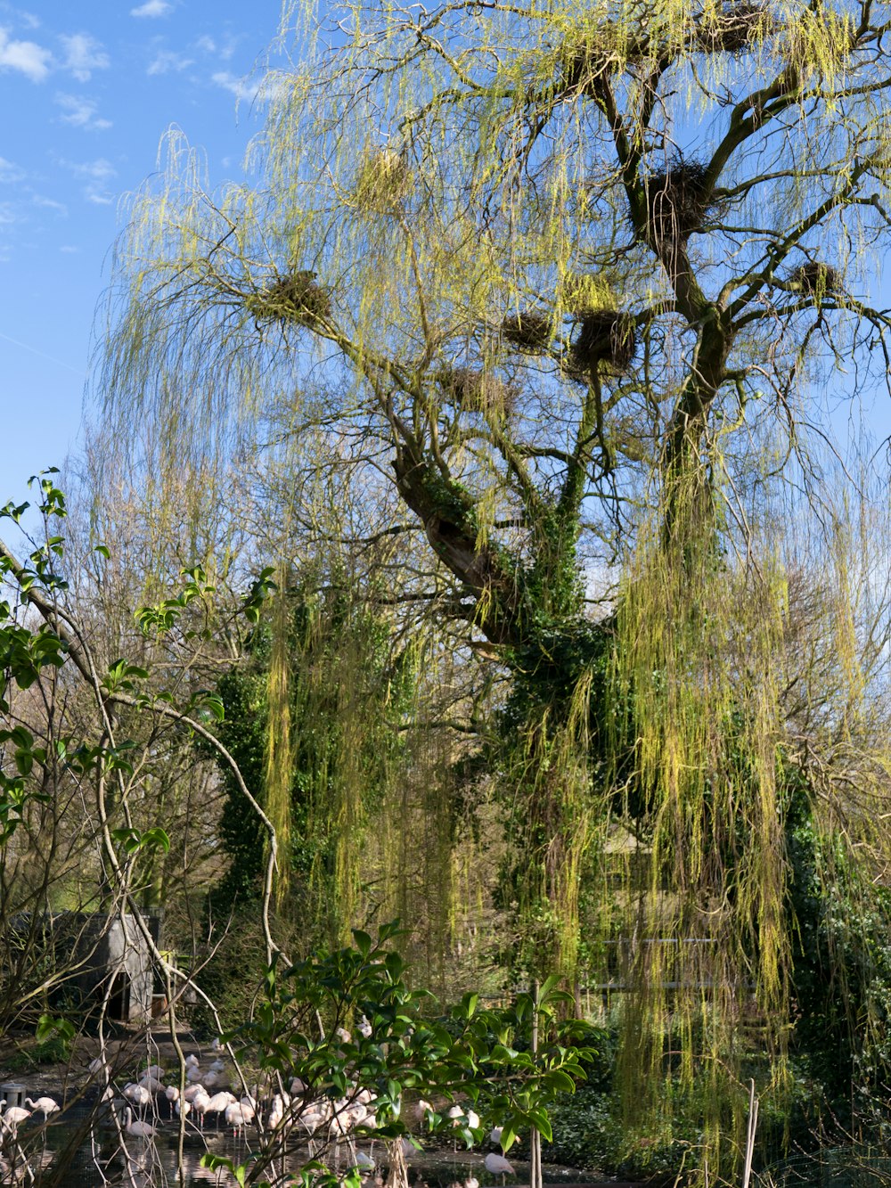 a large tree with lots of green leaves