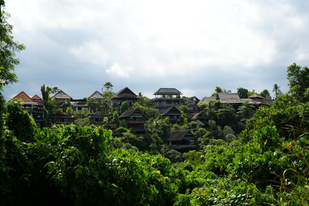 a lush green forest filled with lots of trees