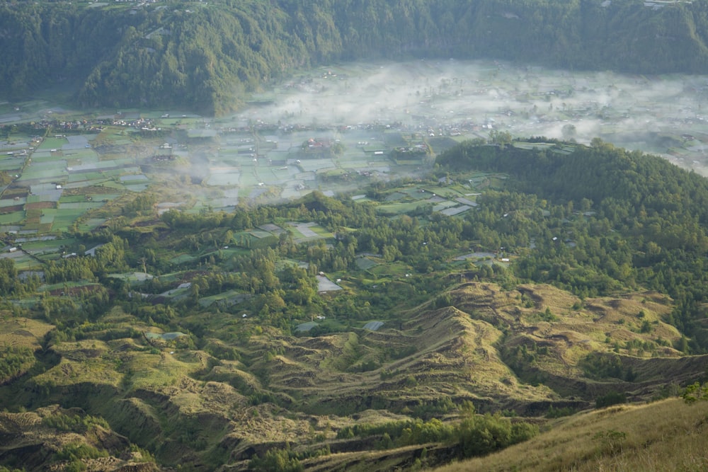 a view of a valley with a lot of trees