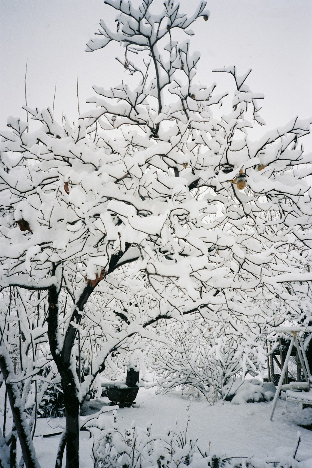 a tree covered in snow next to a park bench