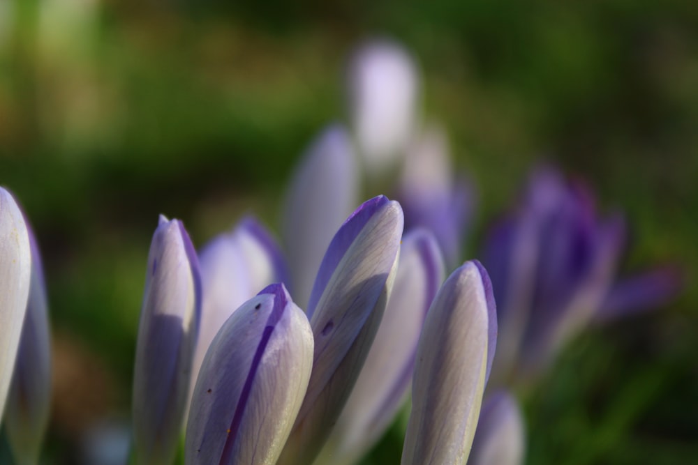 a group of purple and white flowers in a field