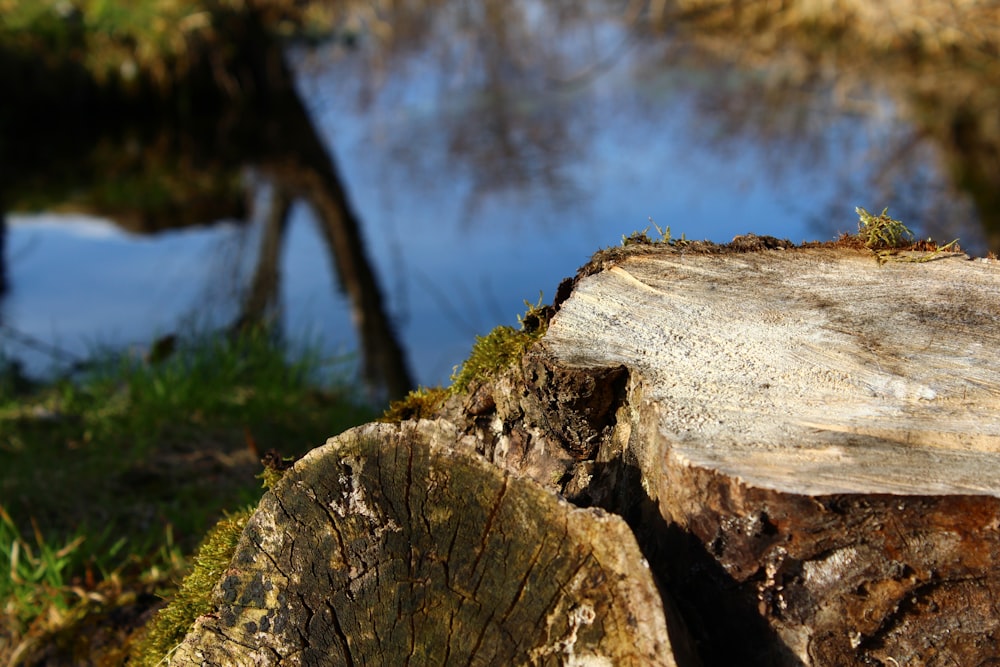 a close up of a tree stump with water in the background