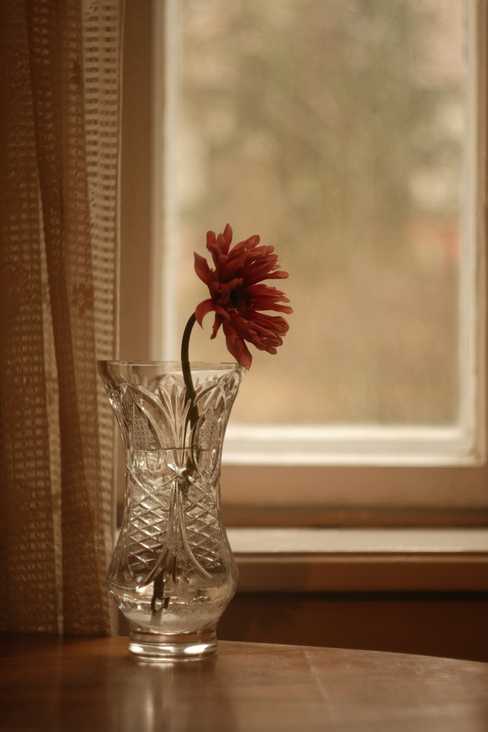a glass vase with a red flower in it