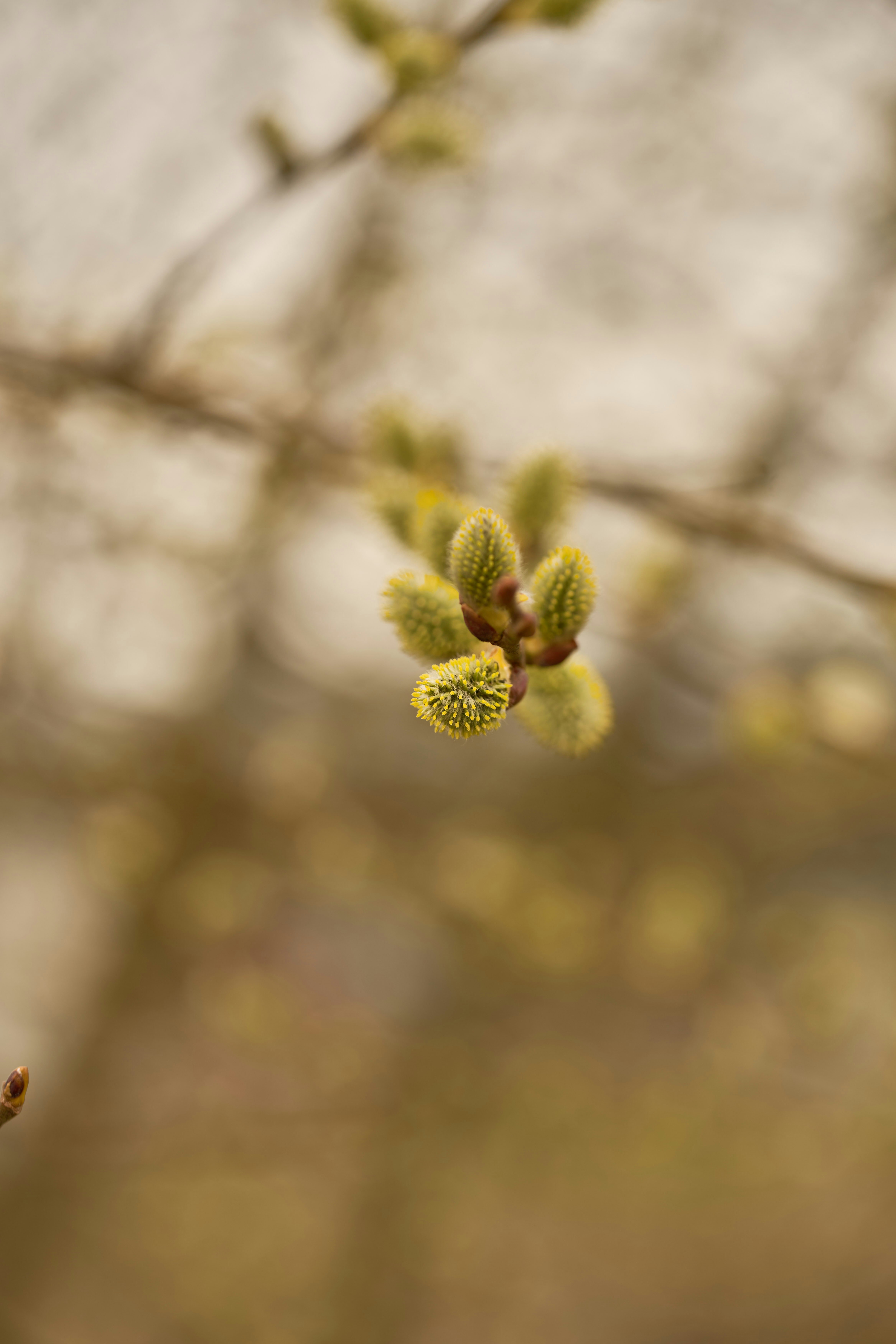 Photo by wolfgang_hasselmann