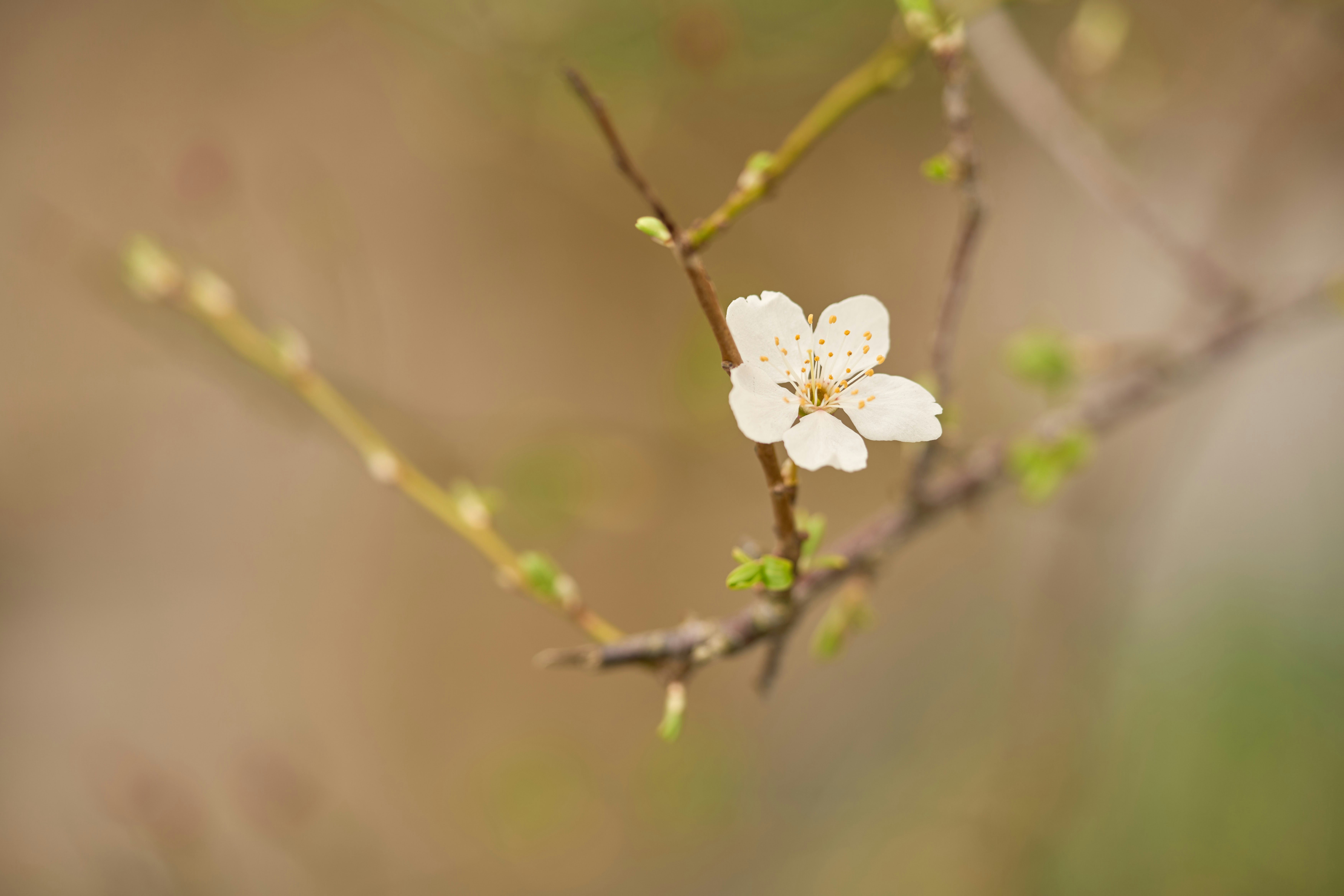 Photo by wolfgang_hasselmann