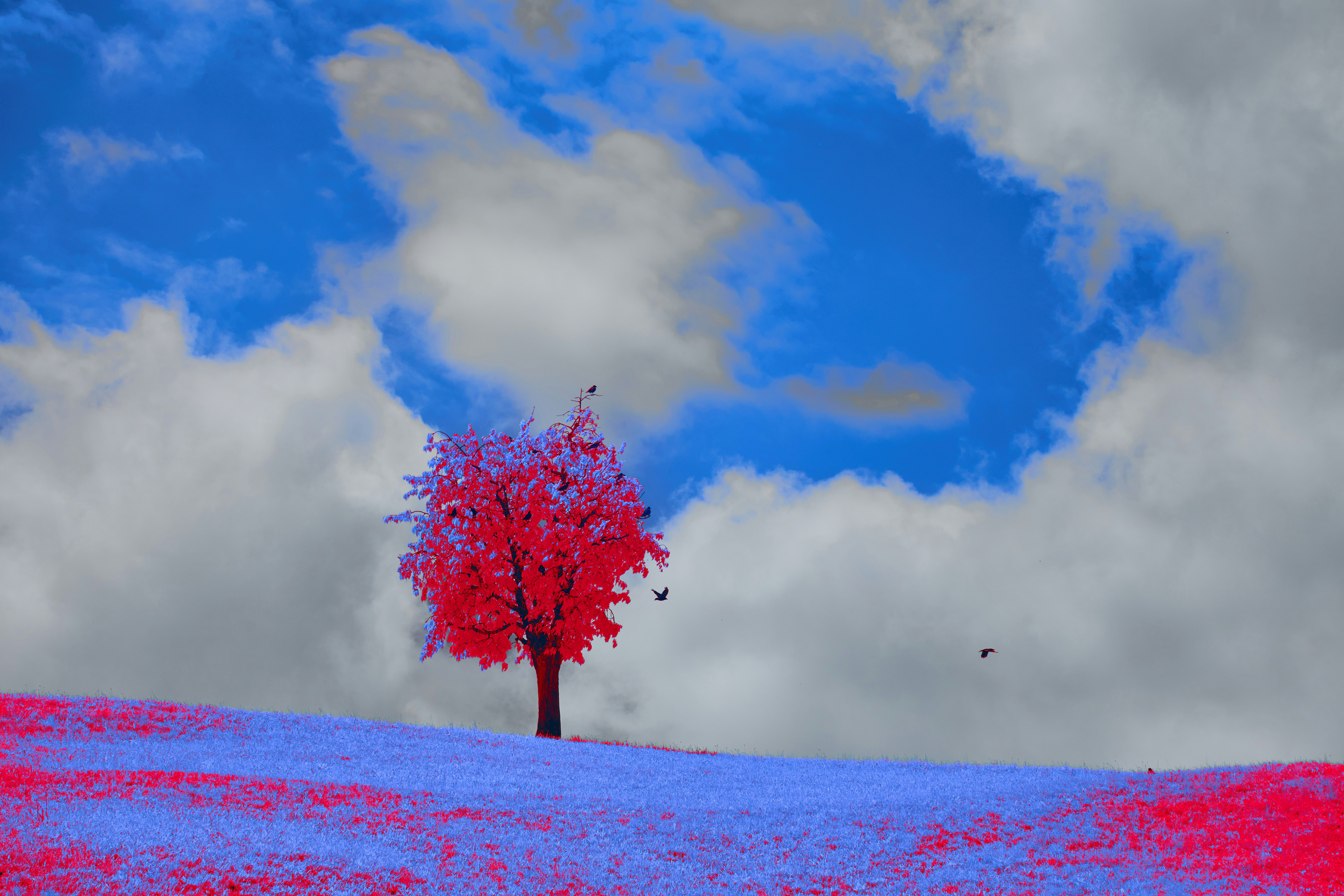 Photo by wolfgang_hasselmann