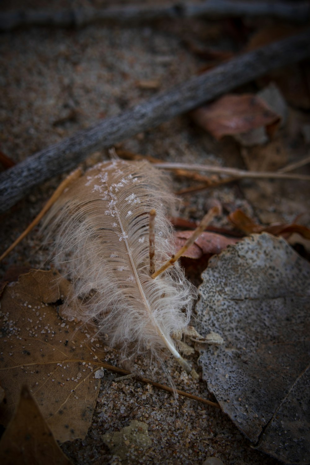a bird feather is laying on the ground