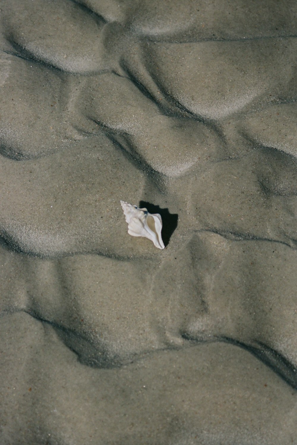 um pedaço de papel que está deitado na areia