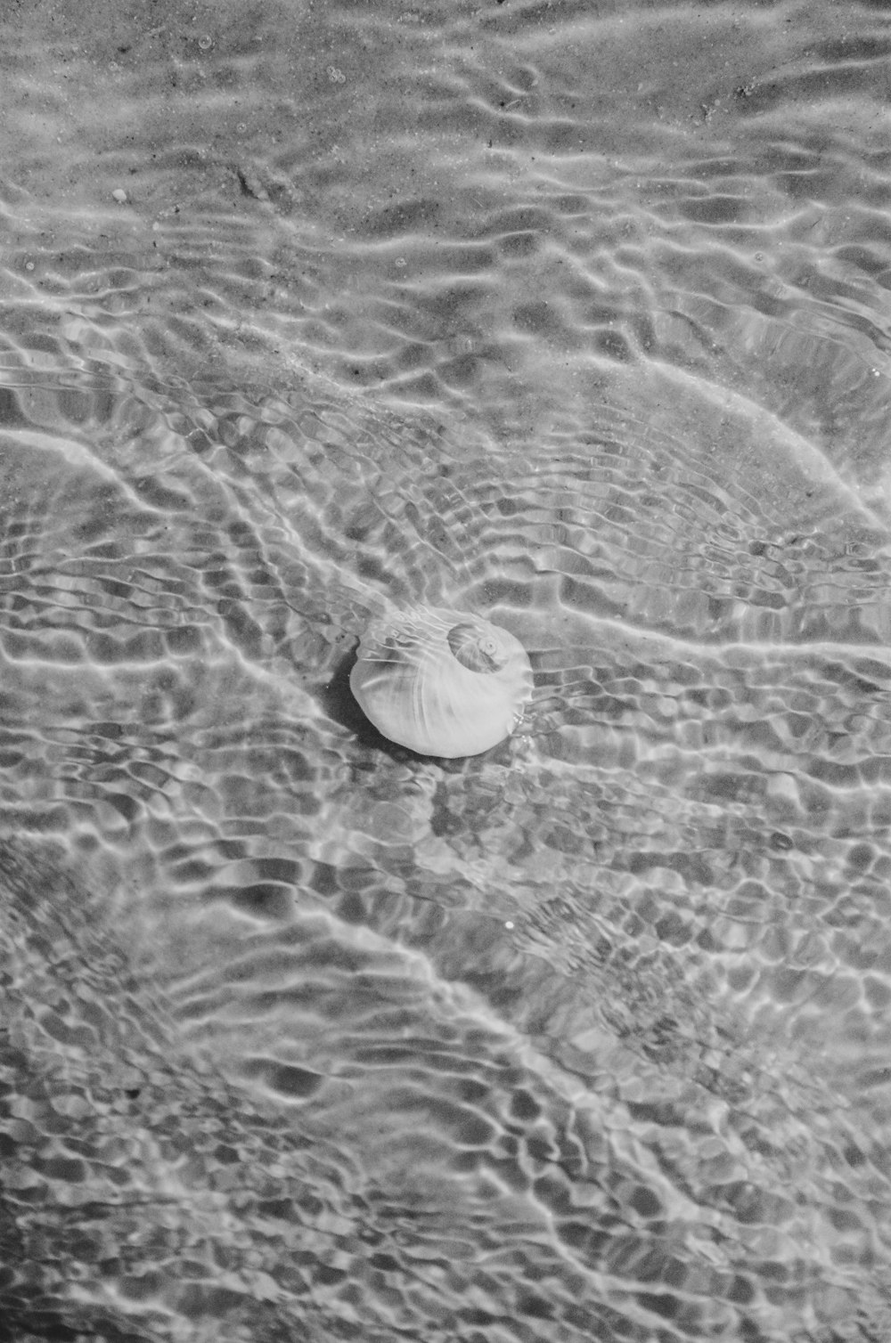 a shell floating on top of a body of water
