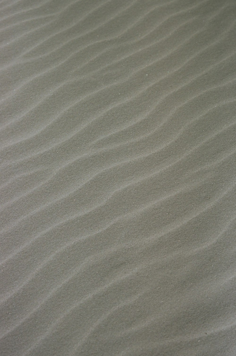 a bird is standing in the sand at the beach