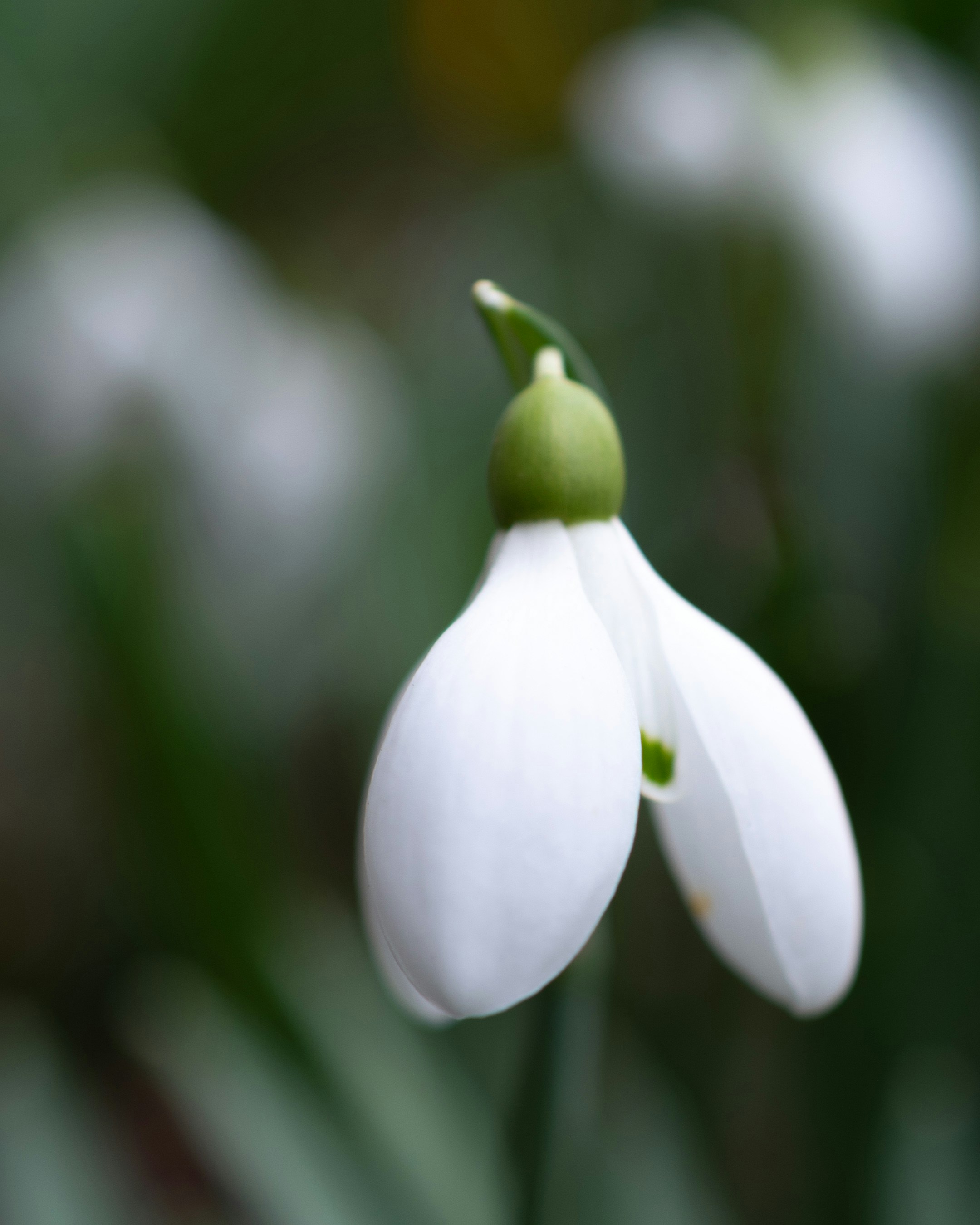 Photo by vjeblackbirdlion