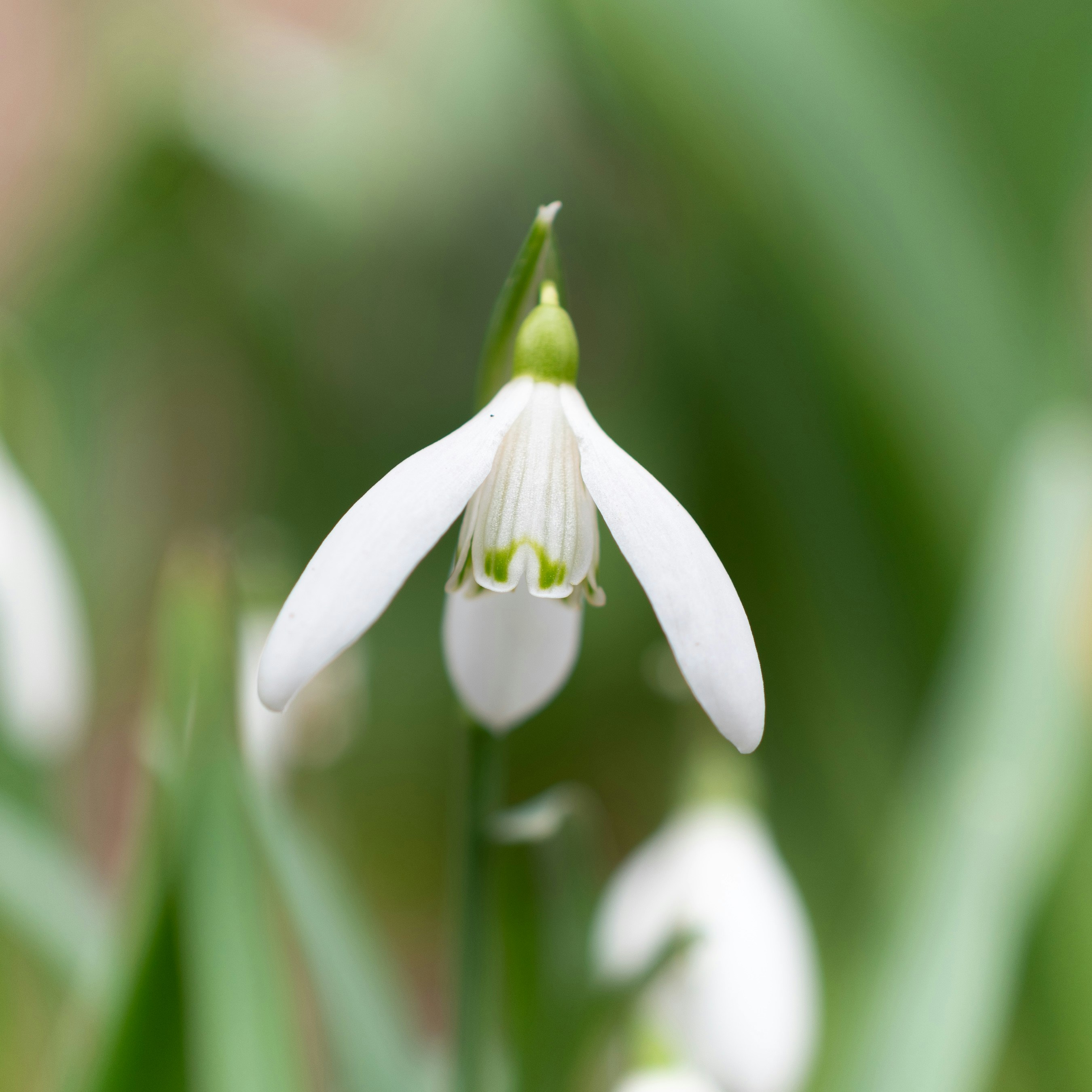 Photo by vjeblackbirdlion