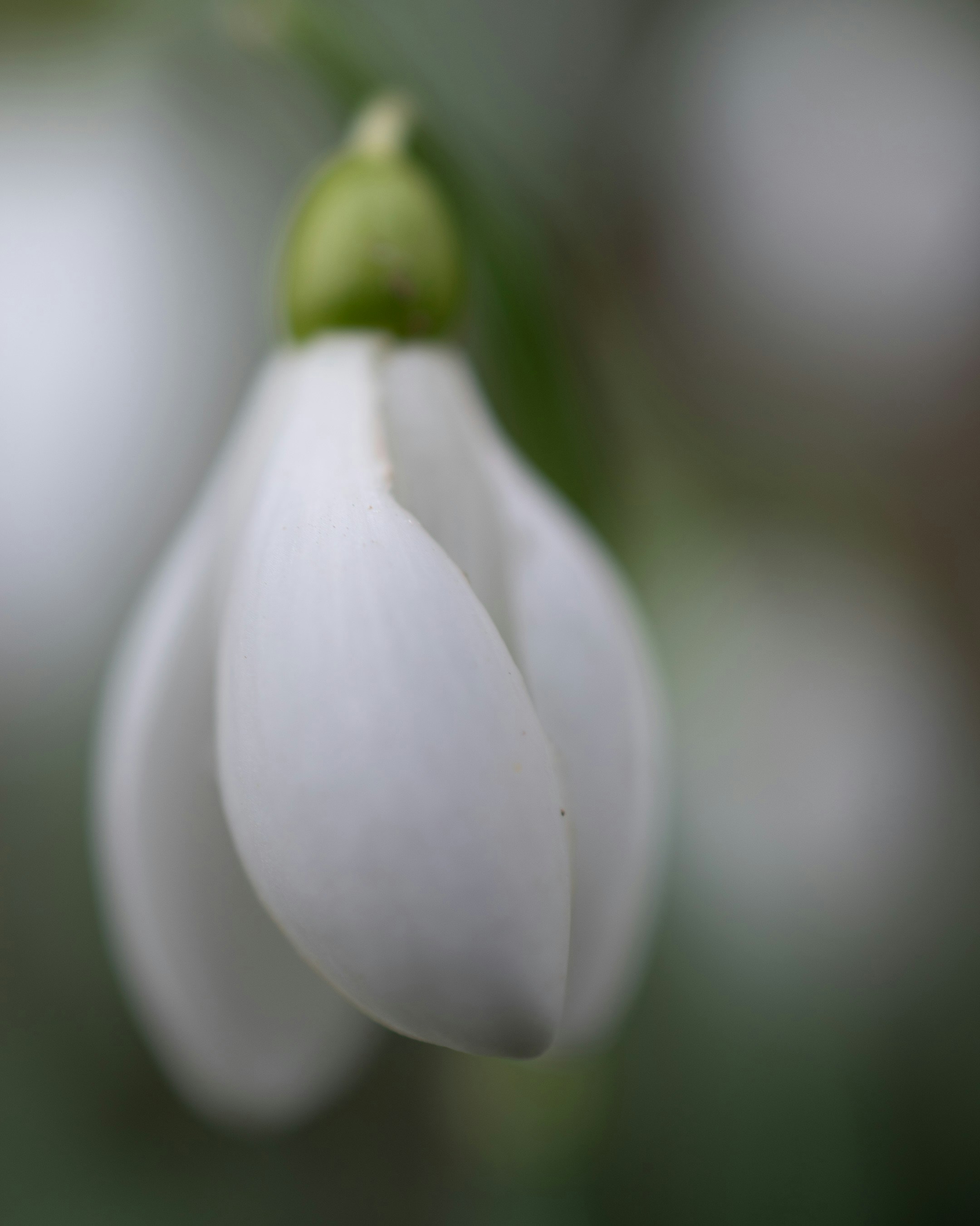 Photo by vjeblackbirdlion