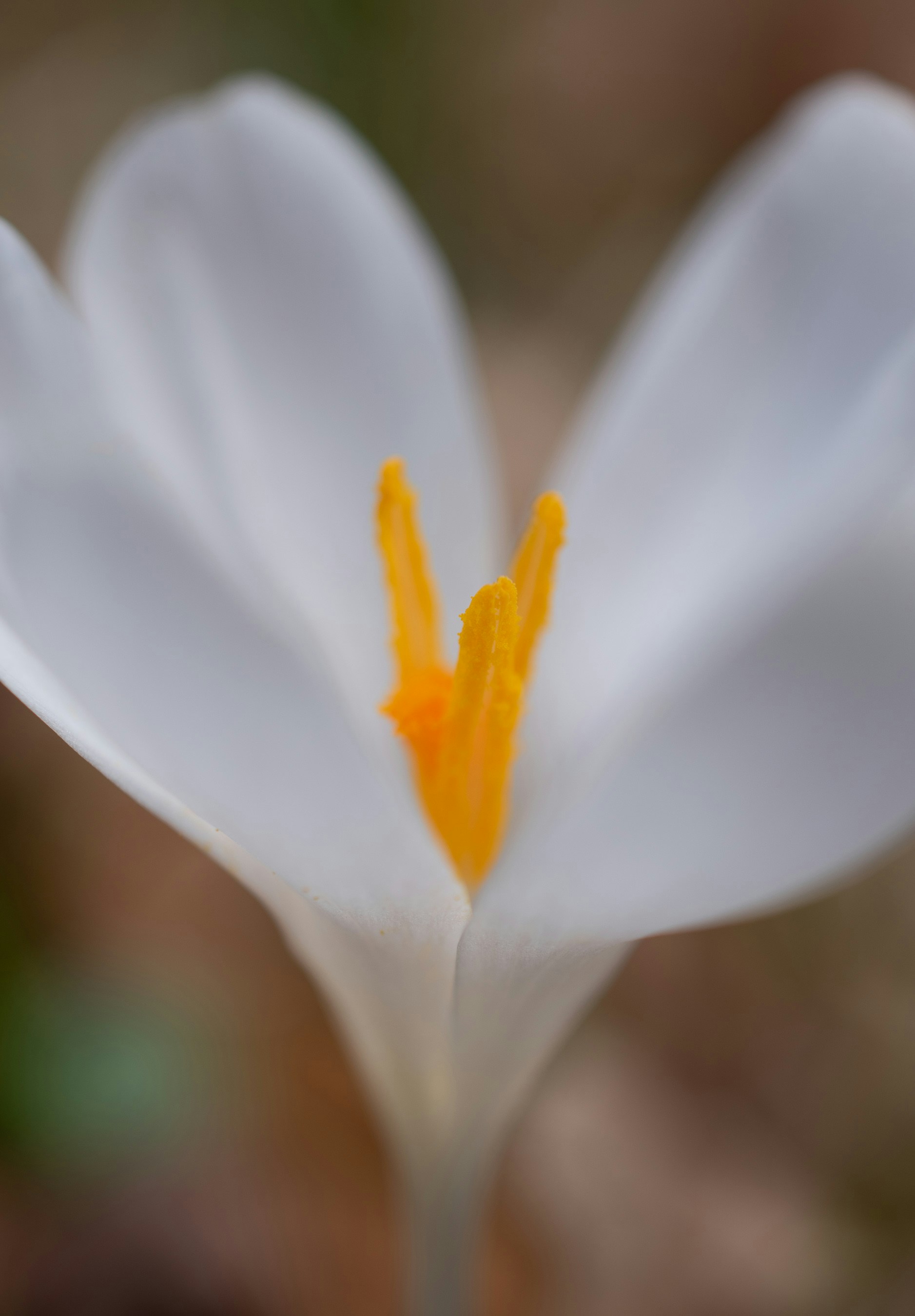 Photo by vjeblackbirdlion