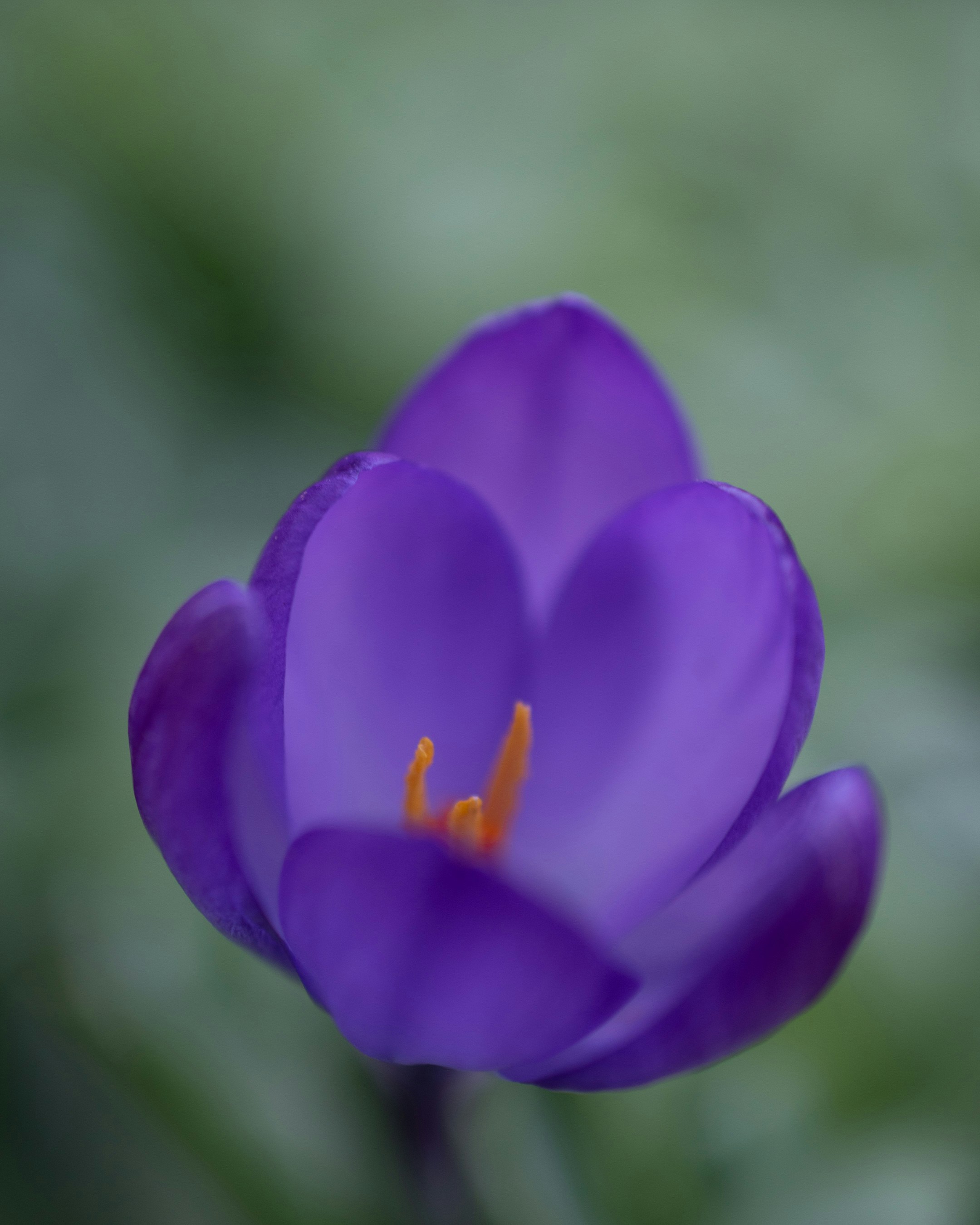 Photo by vjeblackbirdlion