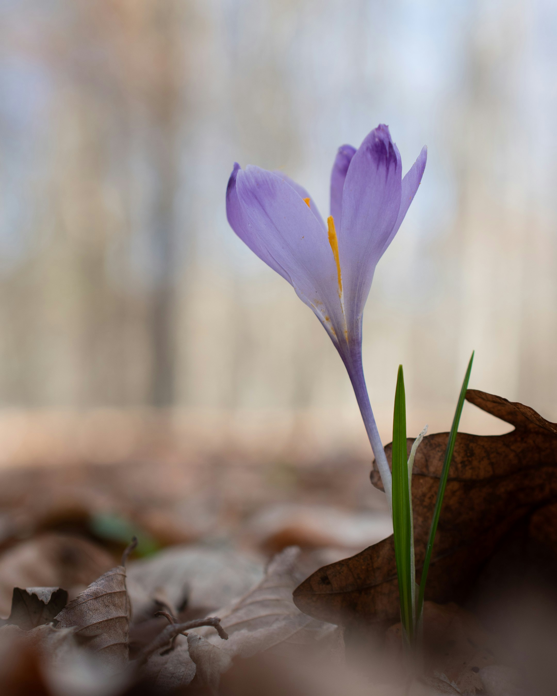 Photo by vjeblackbirdlion