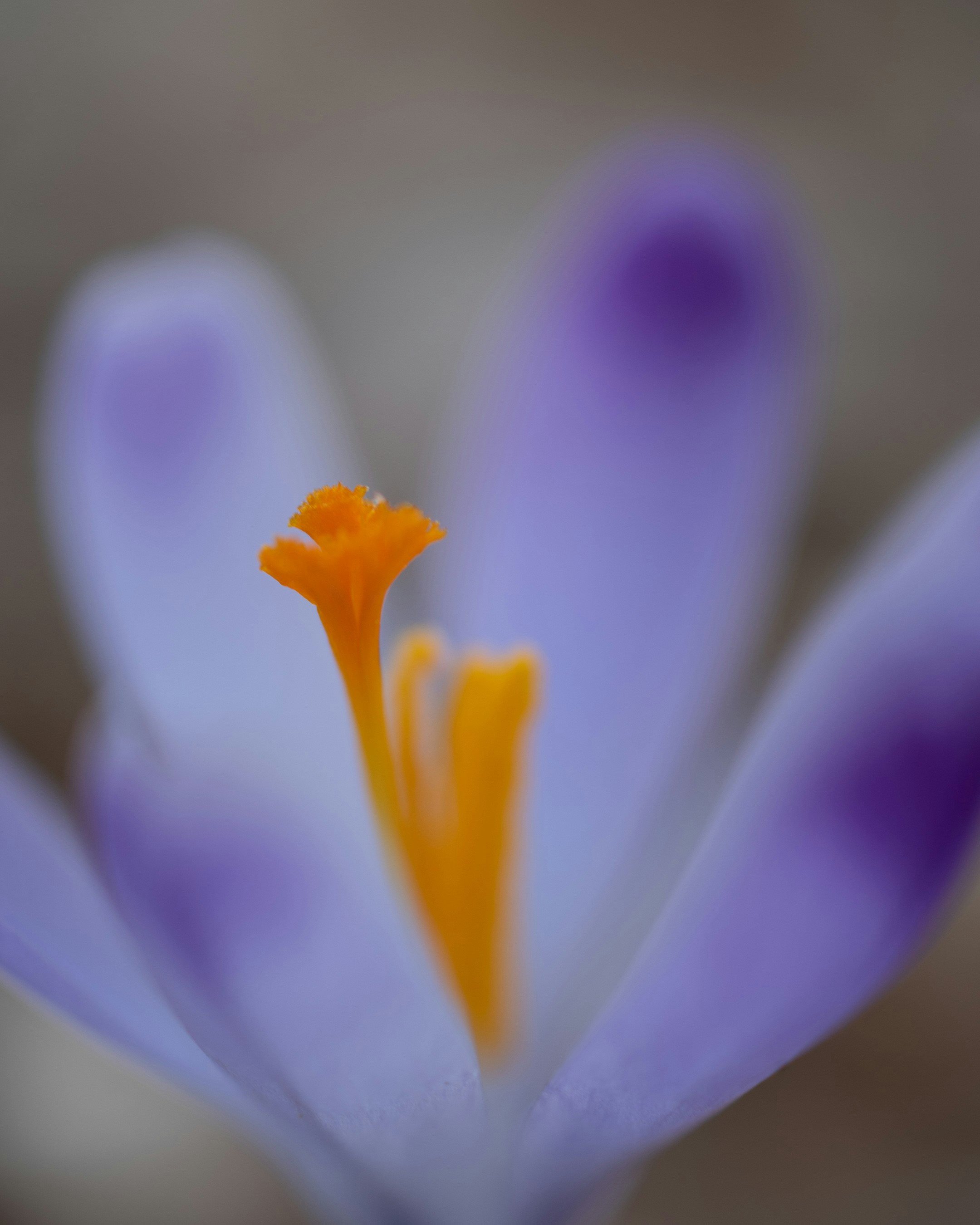 Photo by vjeblackbirdlion