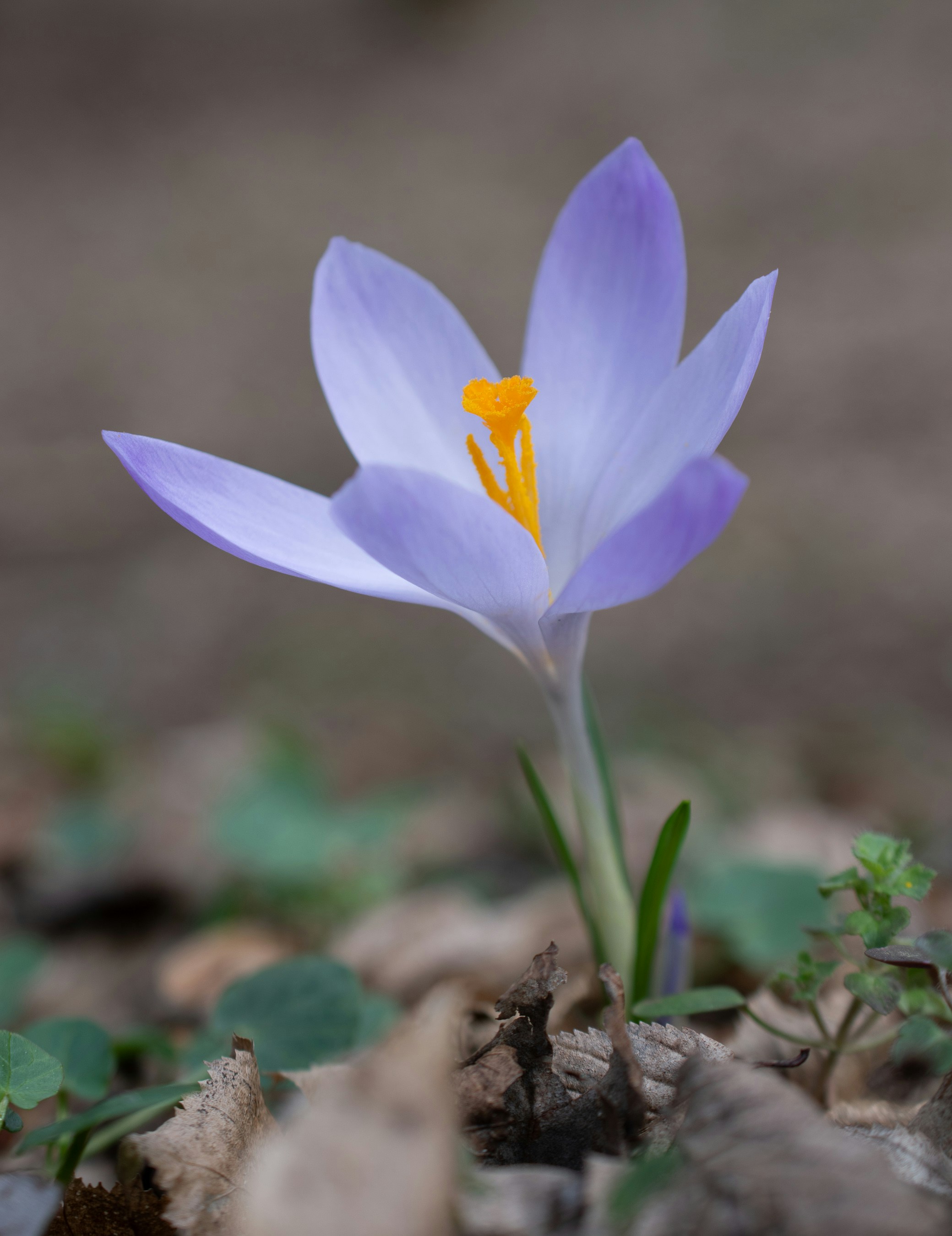 Photo by vjeblackbirdlion