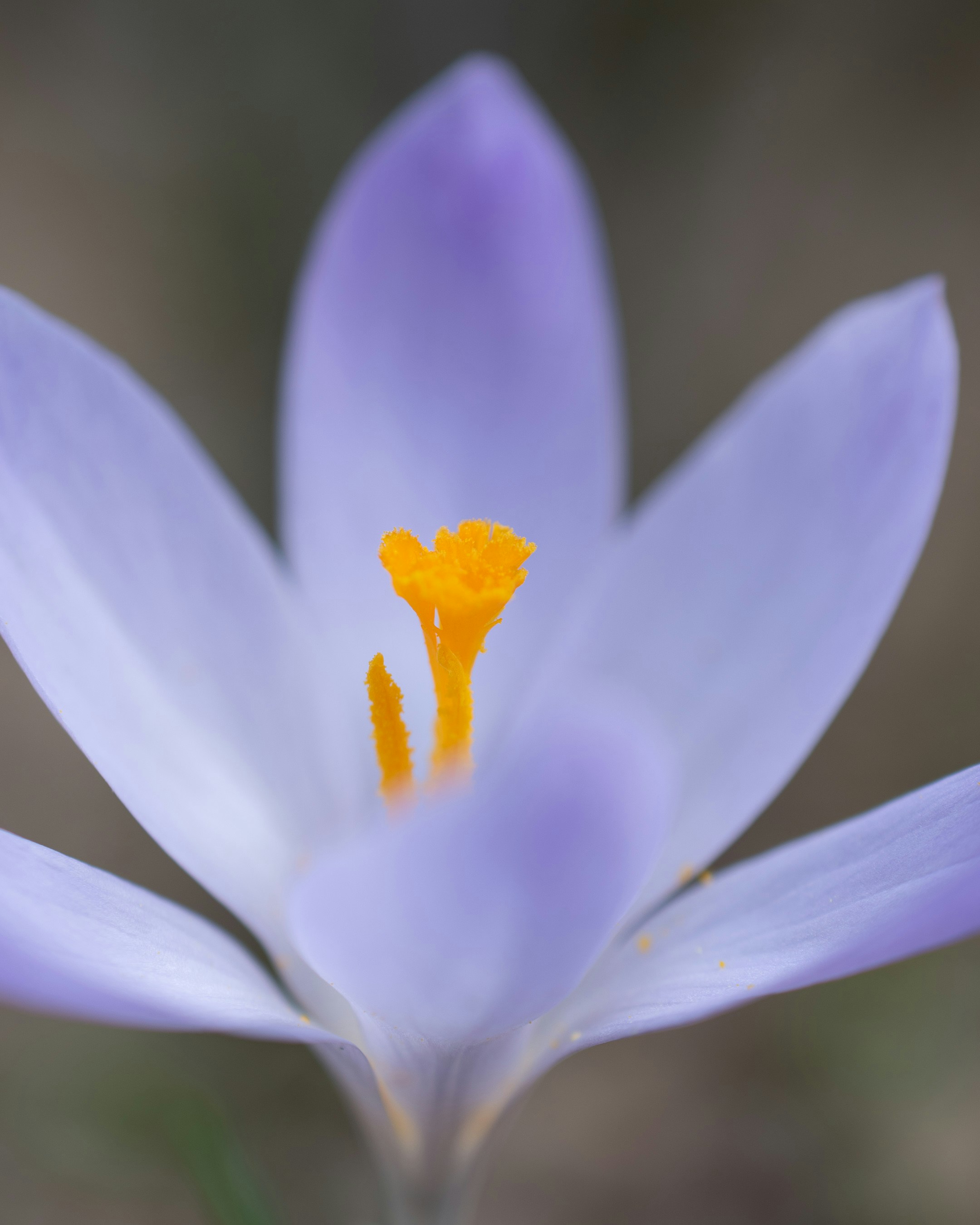 Photo by vjeblackbirdlion