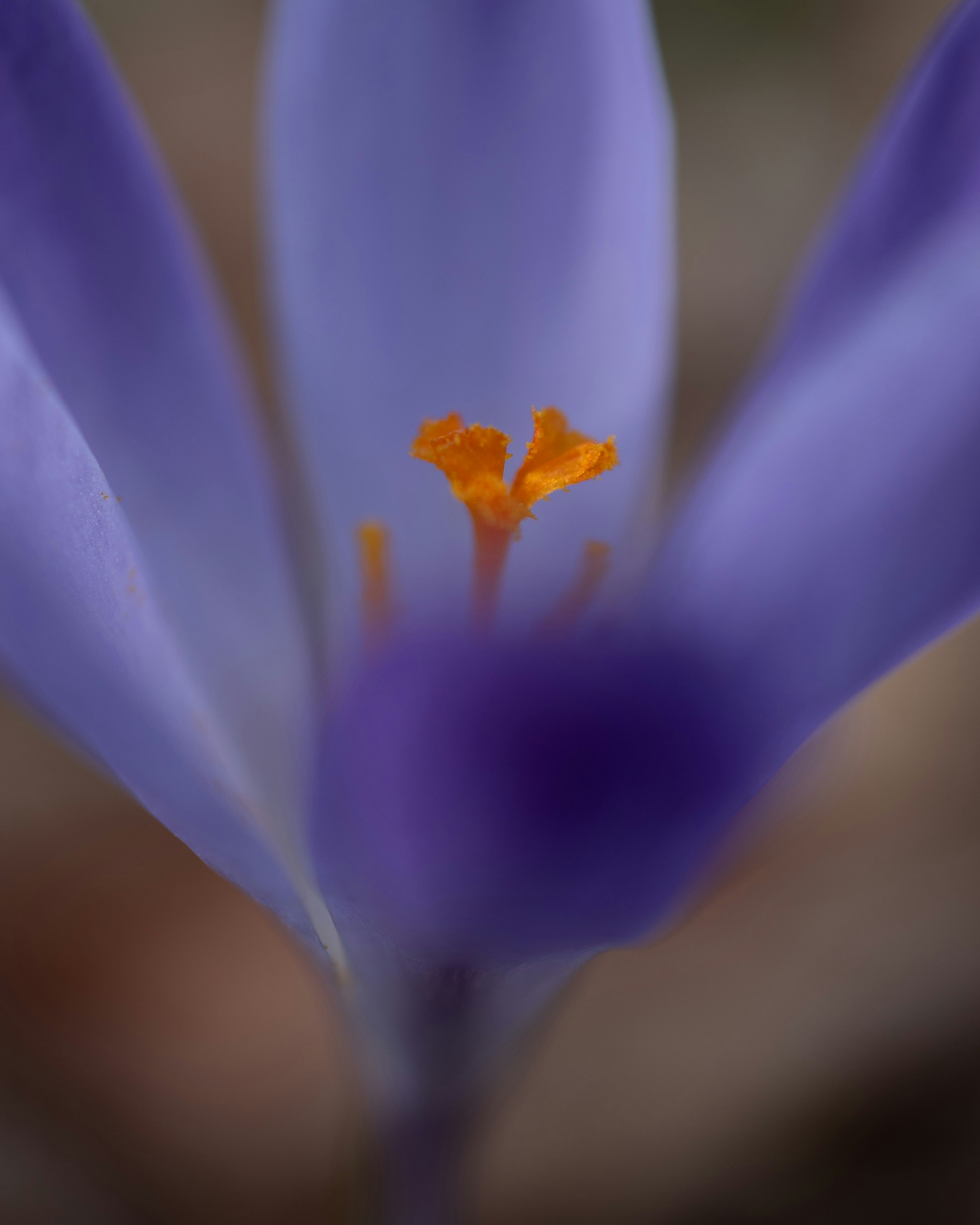 Photo by vjeblackbirdlion