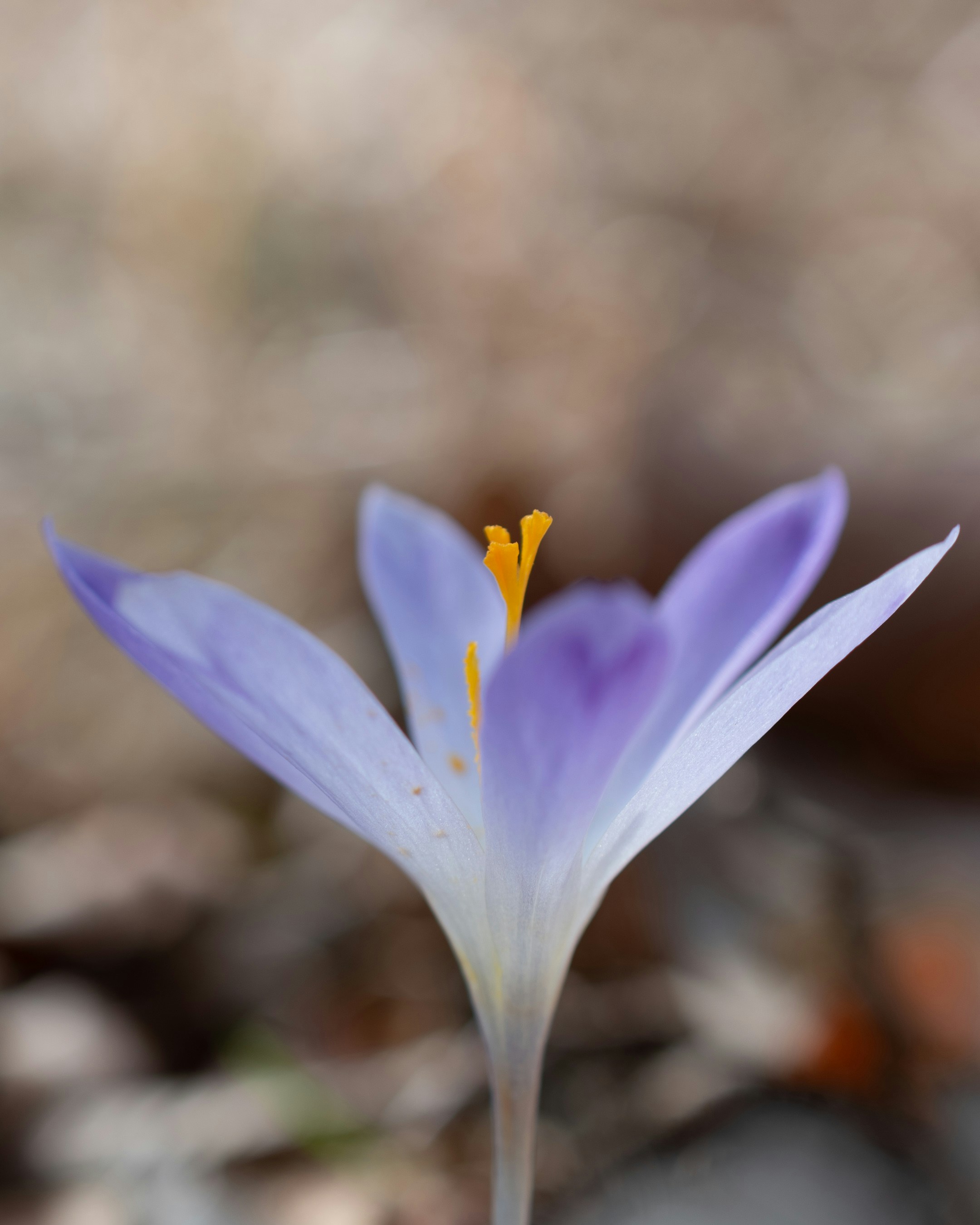 Photo by vjeblackbirdlion