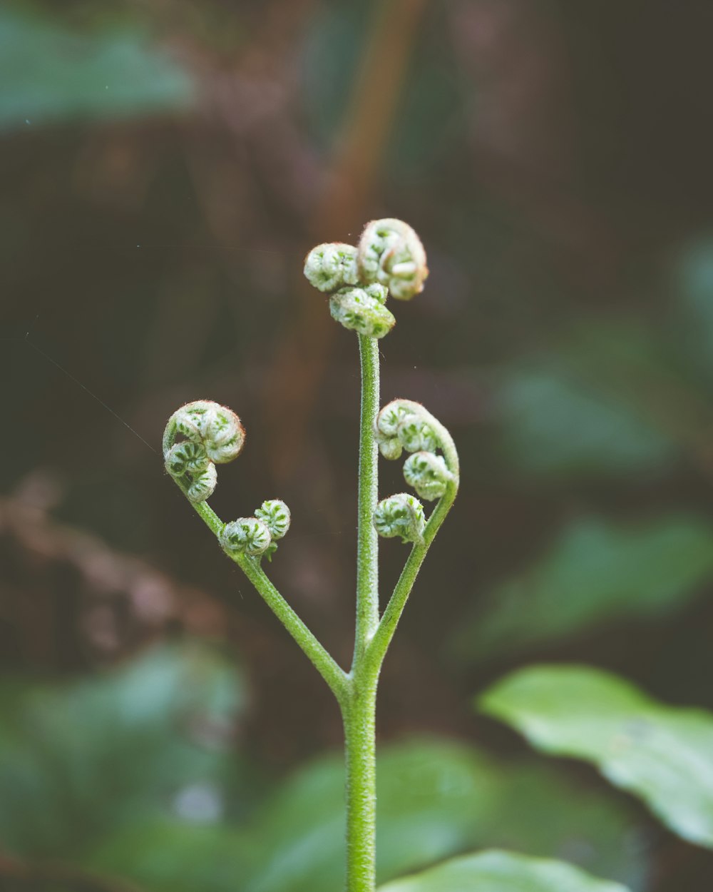 a close up of a plant with leaves in the background