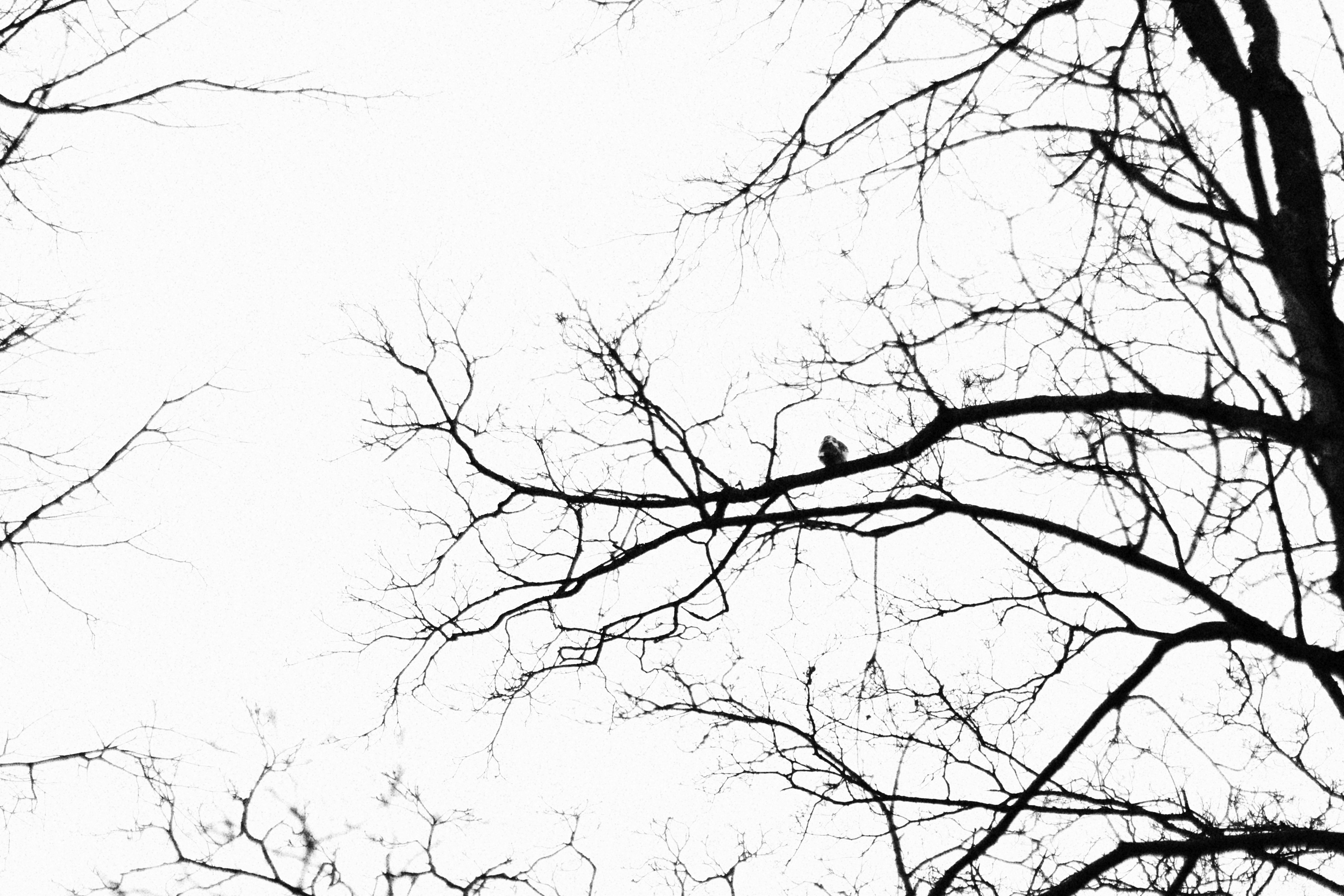 Photo by maximyuryshev