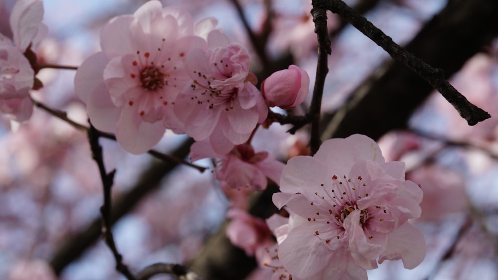 a close up of pink flowers on a tree