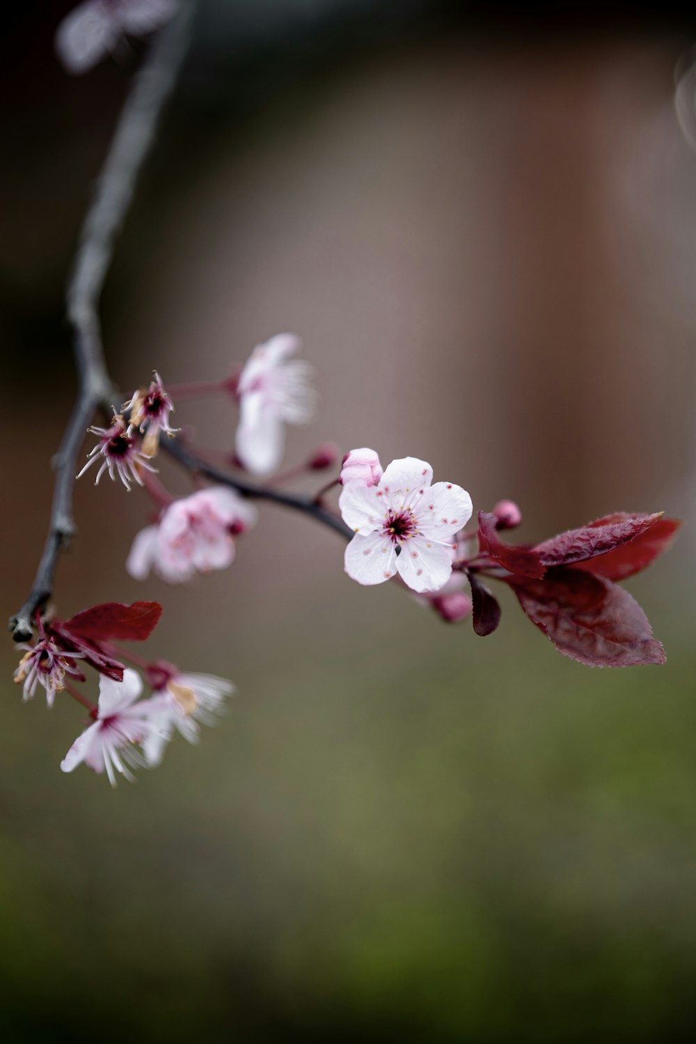 a close up of a flower on a tree branch